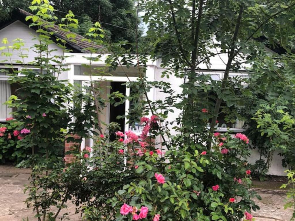 une maison blanche avec des roses roses devant elle dans l'établissement Whole house cottage with parking and huge garden, à Saint Mary Cray