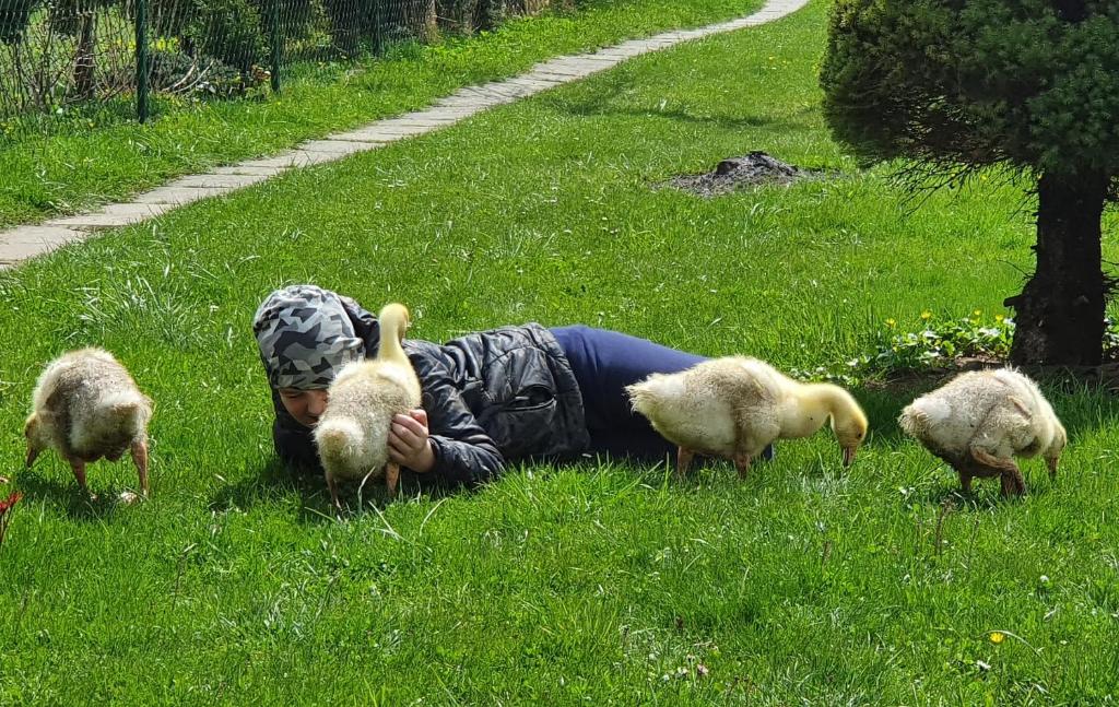 Zvieratá v apartmáne alebo blízkom okolí
