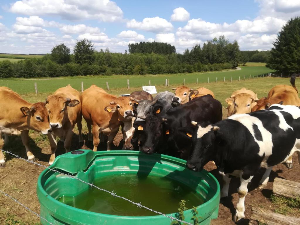 Zvířata v prázdninového domu nebo okolí