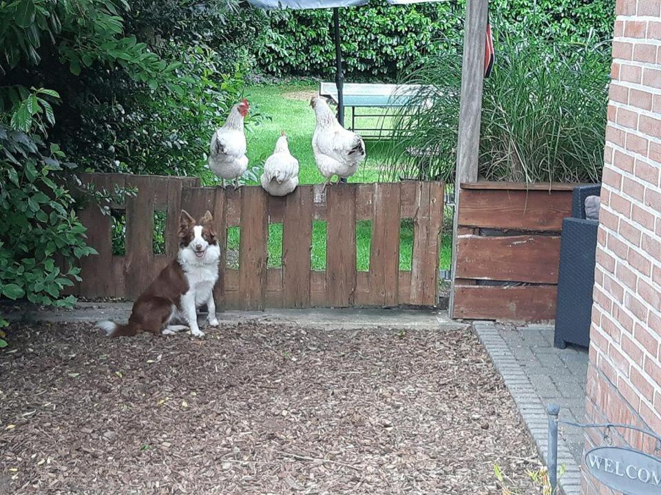 a dog sitting next to a fence with chickens at B&B Nieuwleusen in Nieuwleusen