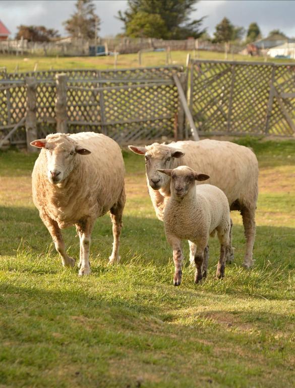 Animales en el departamento o alrededores