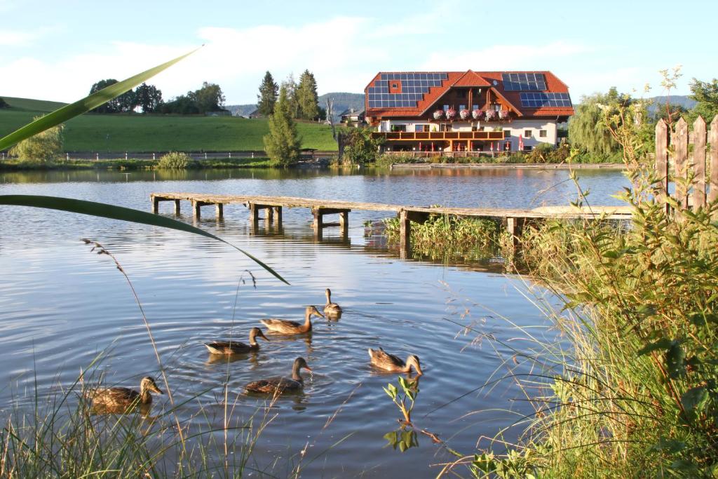 a group of ducks in the water in front of a house at Gasthof Fischerwirt in Zeutschach