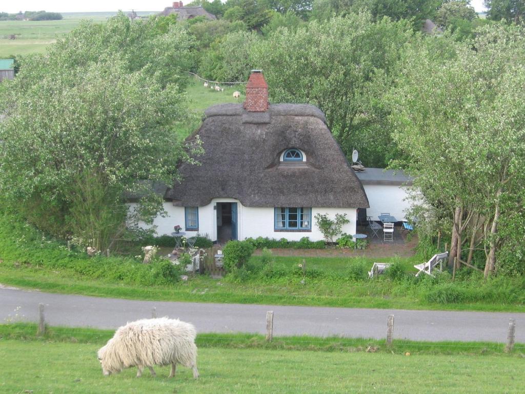 una oveja pastando en la hierba frente a una casa en Ferienkate Kap Eiderstedt en Westerhever