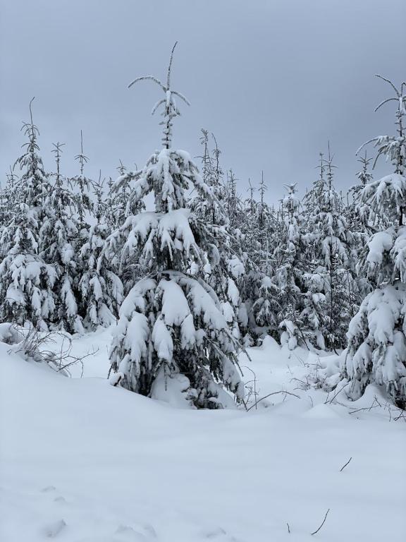 Bergstadthütte Harz v zimě