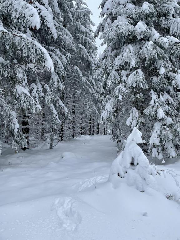 Bergstadthütte Harz v zimě