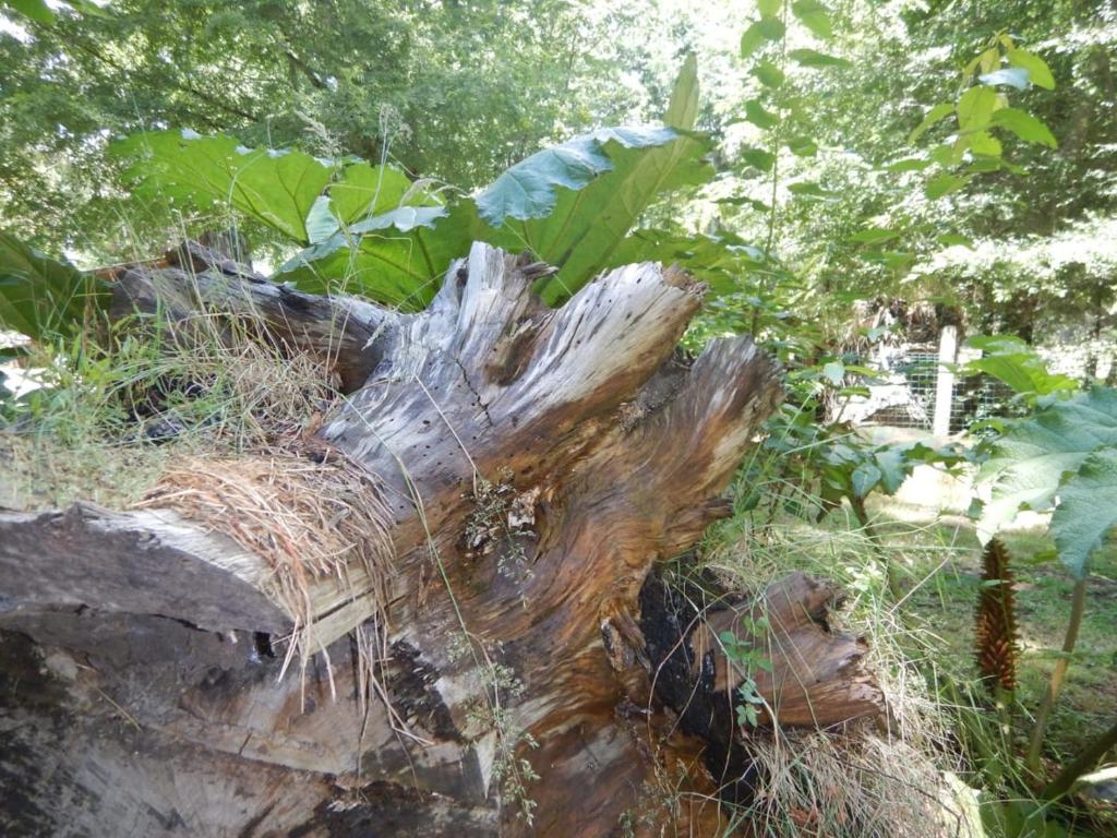 Entre Hualles y Pellines