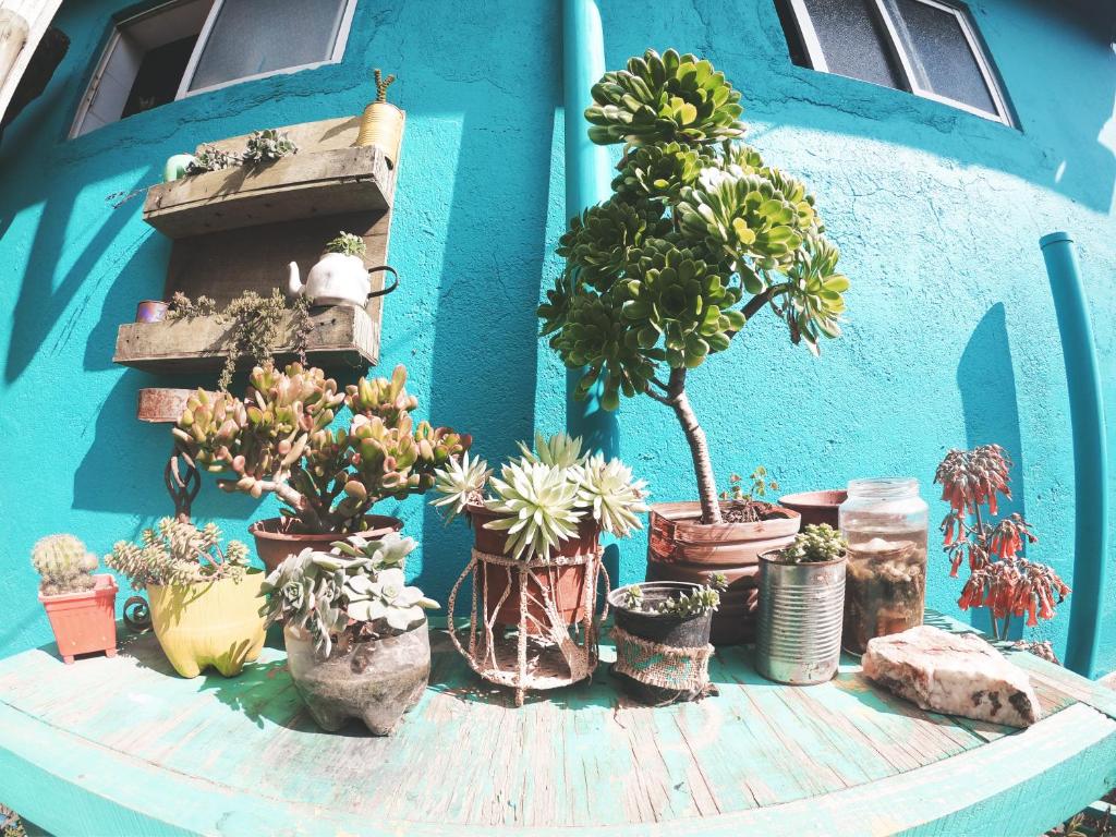 Zahrada ubytování Los Rukos Cabanas (Bungalows)
