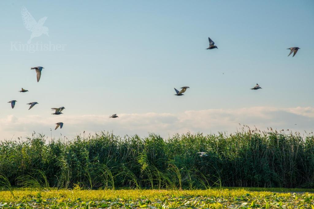 Fotografie z fotogalerie ubytování Hotel Plutitor Kingfisher v destinaci Uzlina