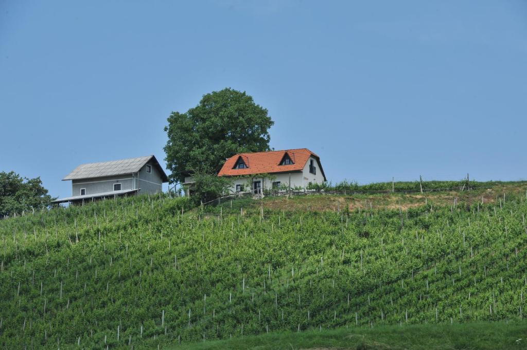 Šmarje pri Jelšah的住宿－茲多爾塞克葡萄園度假屋，山丘上一所房子,毗邻一片藤蔓