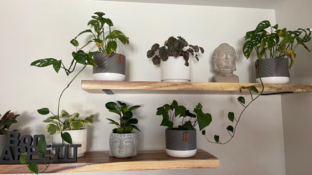 a bunch of potted plants sitting on wooden shelves at Le Pimbina in Mont-Tremblant