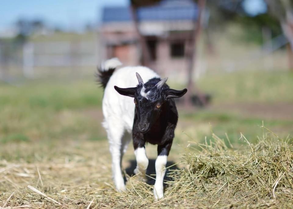 Domácí mazlíčci ubytovaní s hosty v ubytování Glenview Alpaca Farm