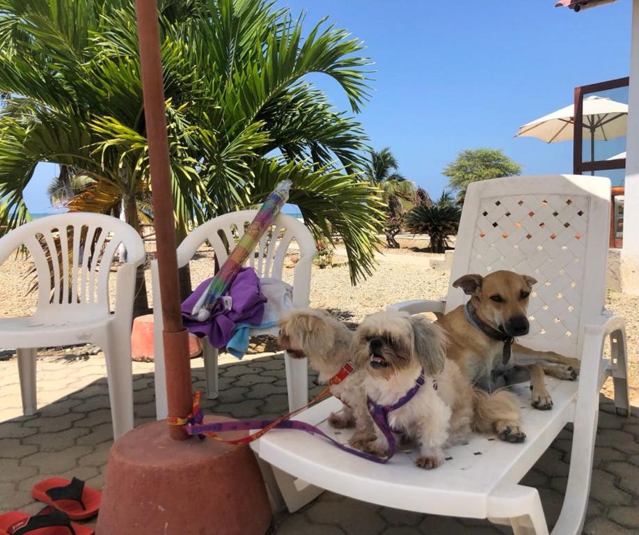 two dogs sitting in chairs on the beach at Amotape Home in Cruz de Pizarro