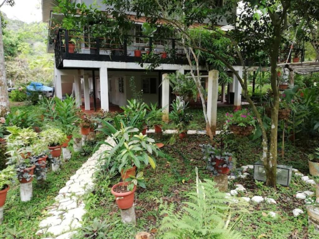 a garden with potted plants in front of a house at Casa Gamboa Remodelada in Gamboa