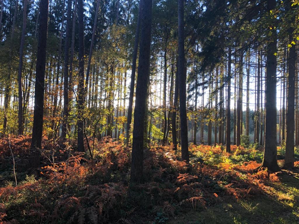 a forest of trees with the sun shining through them at Forest Lodge in Petit Mesnil