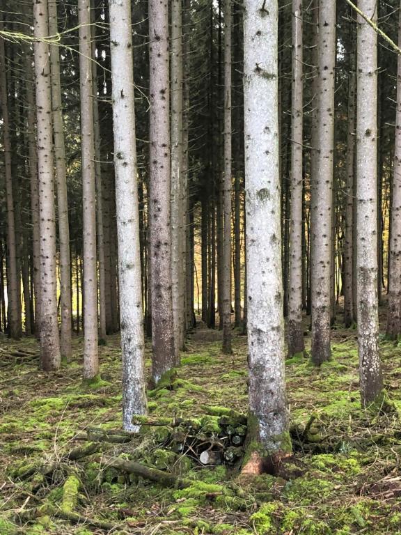 a forest of white birch trees with green grass at Forest Lodge in Petit Mesnil