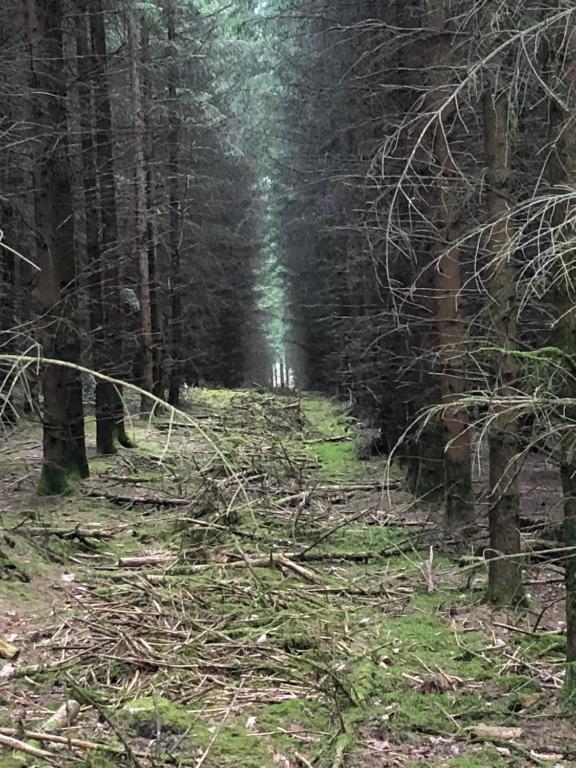 a dirt path through a forest with trees at Forest Lodge in Petit Mesnil
