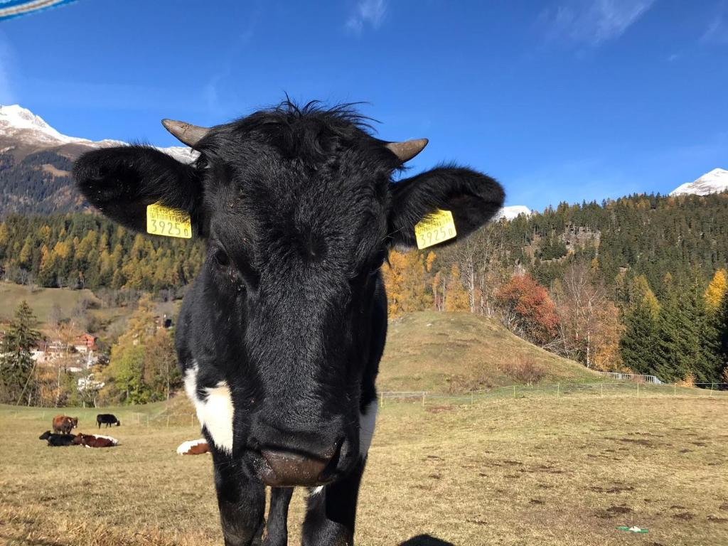 Zvířata v prázdninového domu nebo okolí
