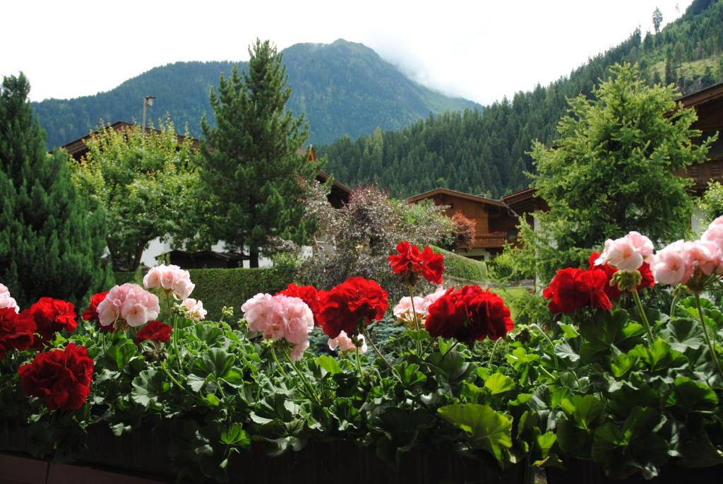 Výhľad na hory alebo výhľad na hory priamo z of the bed and breakfast
