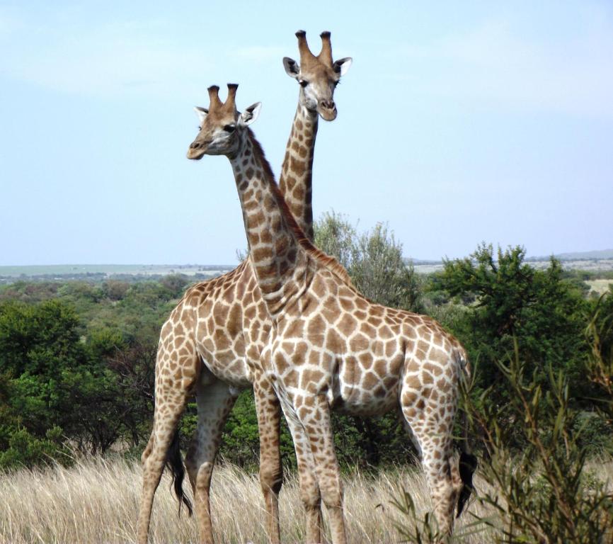 two giraffes standing next to each other in a field at Kareekloof Game Farm in Derby