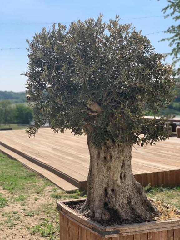 a tree sitting in a wooden planter next to a wooden deck at Little Farm Comfort&amp;PrestigeHouse in Ittre