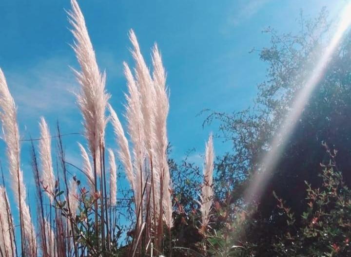a field of tall grass with the sky in the background at Cabaña Balcón Serrano in Cortaderas