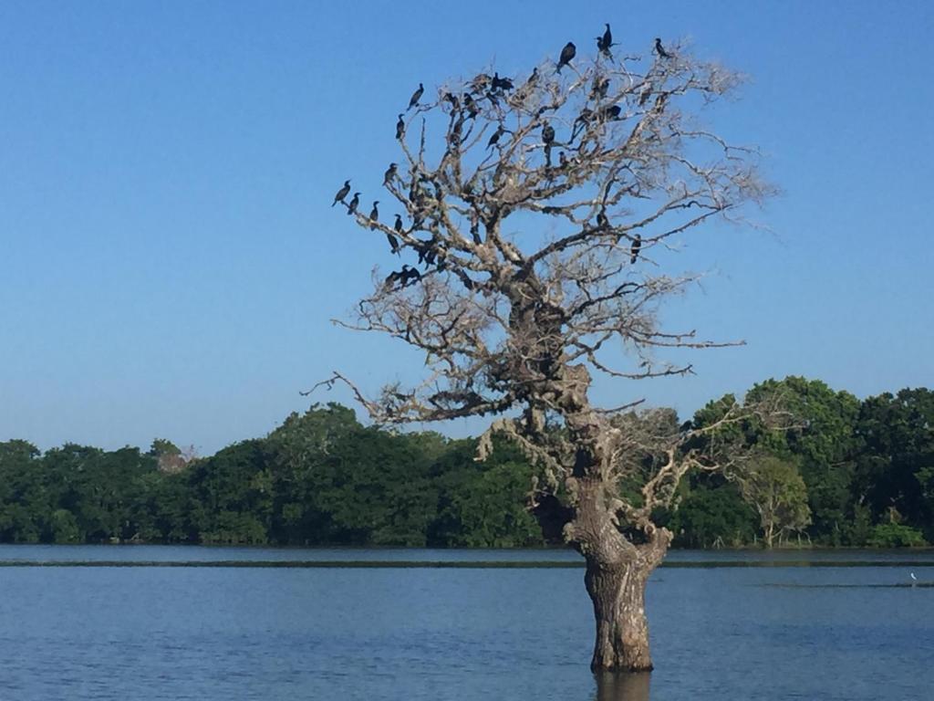 Saffron Lake Yala - 8