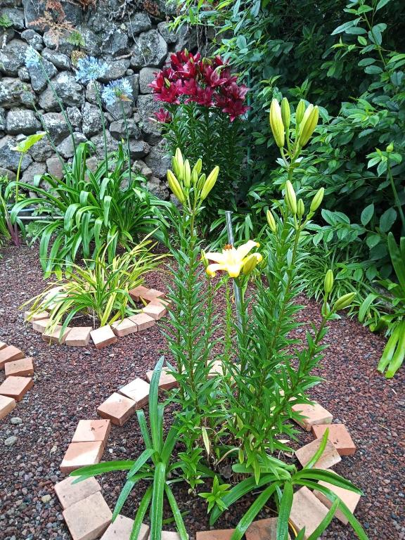 A garden outside El Cercado