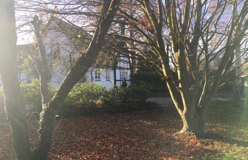 a group of trees in front of a house at Hvidegaard Møn in Stege