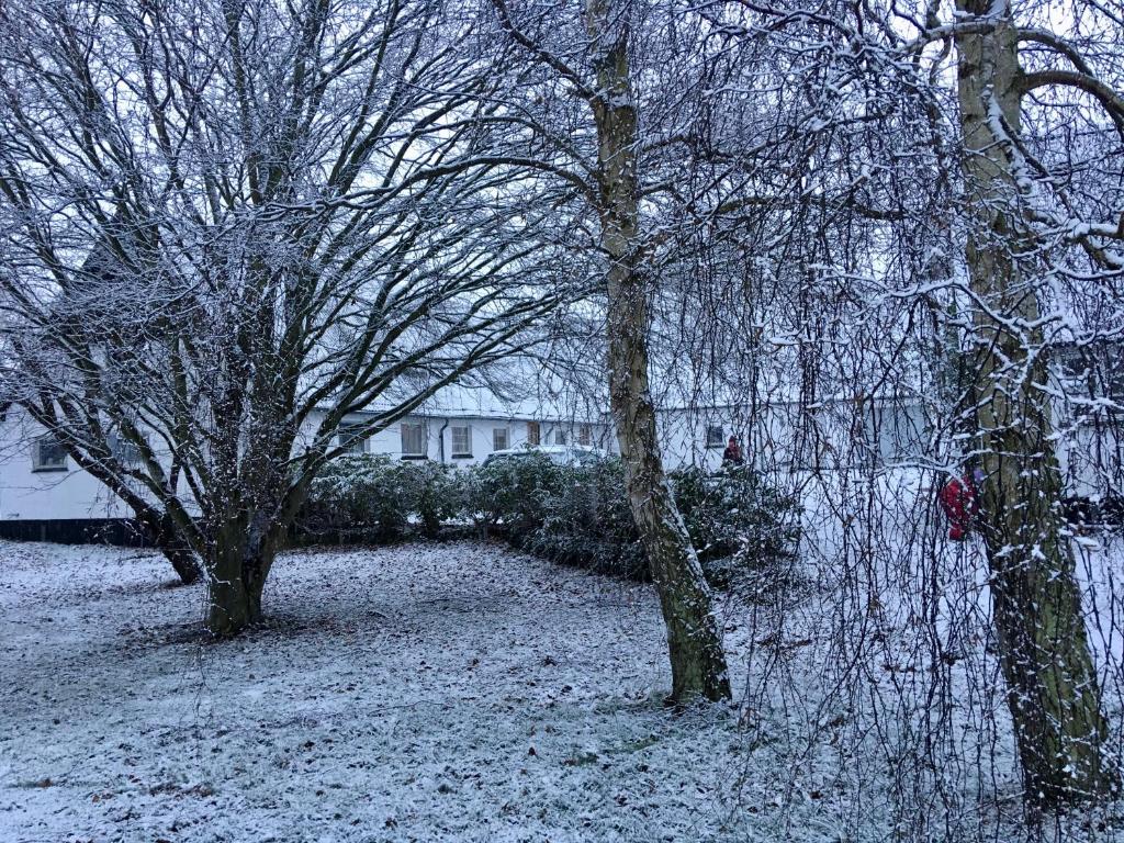 a snow covered yard with trees and a building at Hvidegaard Møn in Stege