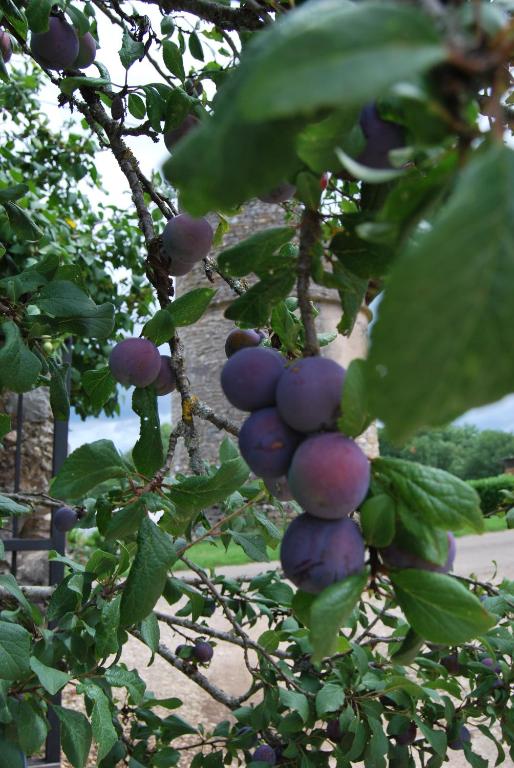 Zahrada ubytování Mas de Garrigue