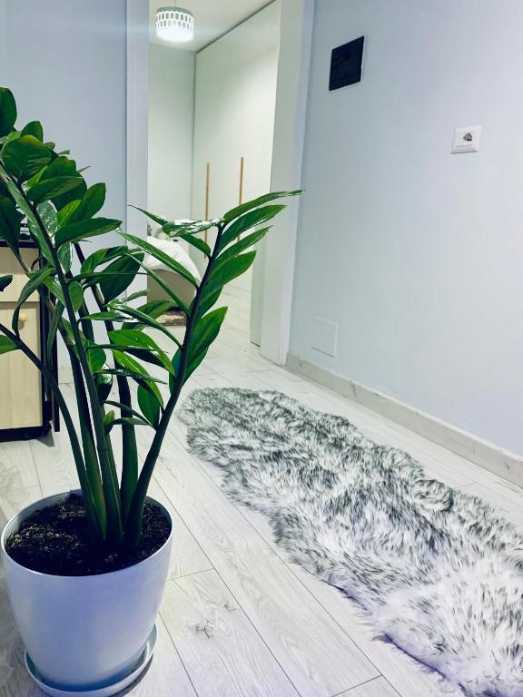 uma planta num vaso sentado no chão numa sala em Lovely Apartment at the city of Tirana em Tirana