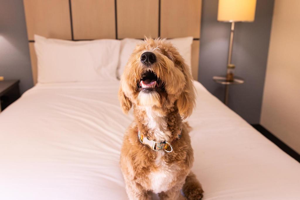 Sonesta Simply Suites St Louis Earth City photo