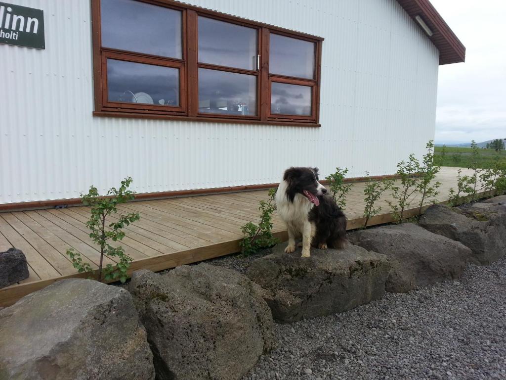 Skálinn between Gullfoss and Geysir - Myrkholt Farm kisállat-vendégei