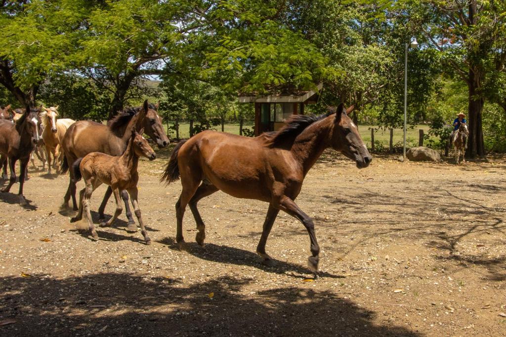 a group of horses walking down a dirt road at Rancho Humo Estancia in Puerto Humo