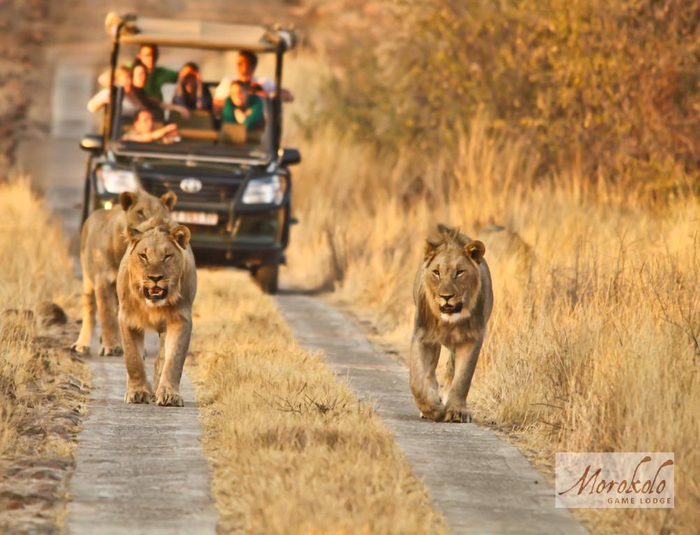 een groep leeuwen die over een weg lopen met een safari bij Morokolo Safari Lodge Self-catering in Pilanesberg