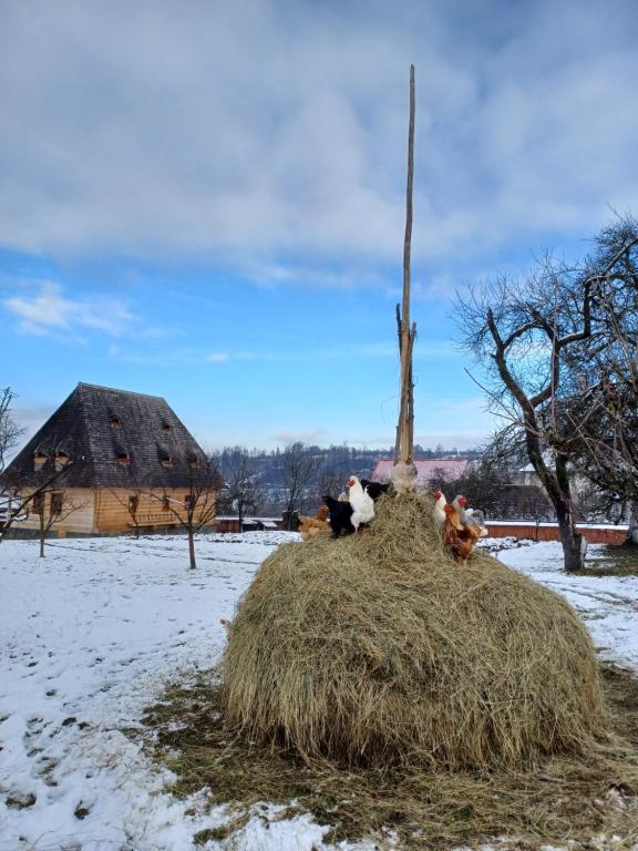 Příroda nedaleko penzionu