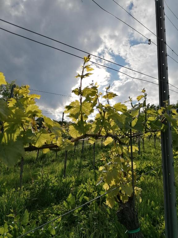 Zahrada ubytování Ferienhaus Penitz