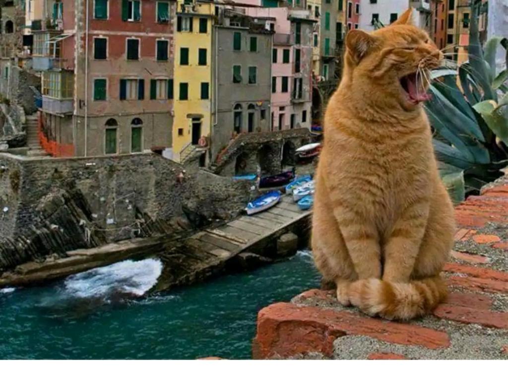 an orange cat sitting on a wall yawning next to a river at Stella di Rio 5 terre riomaggiore in Riomaggiore