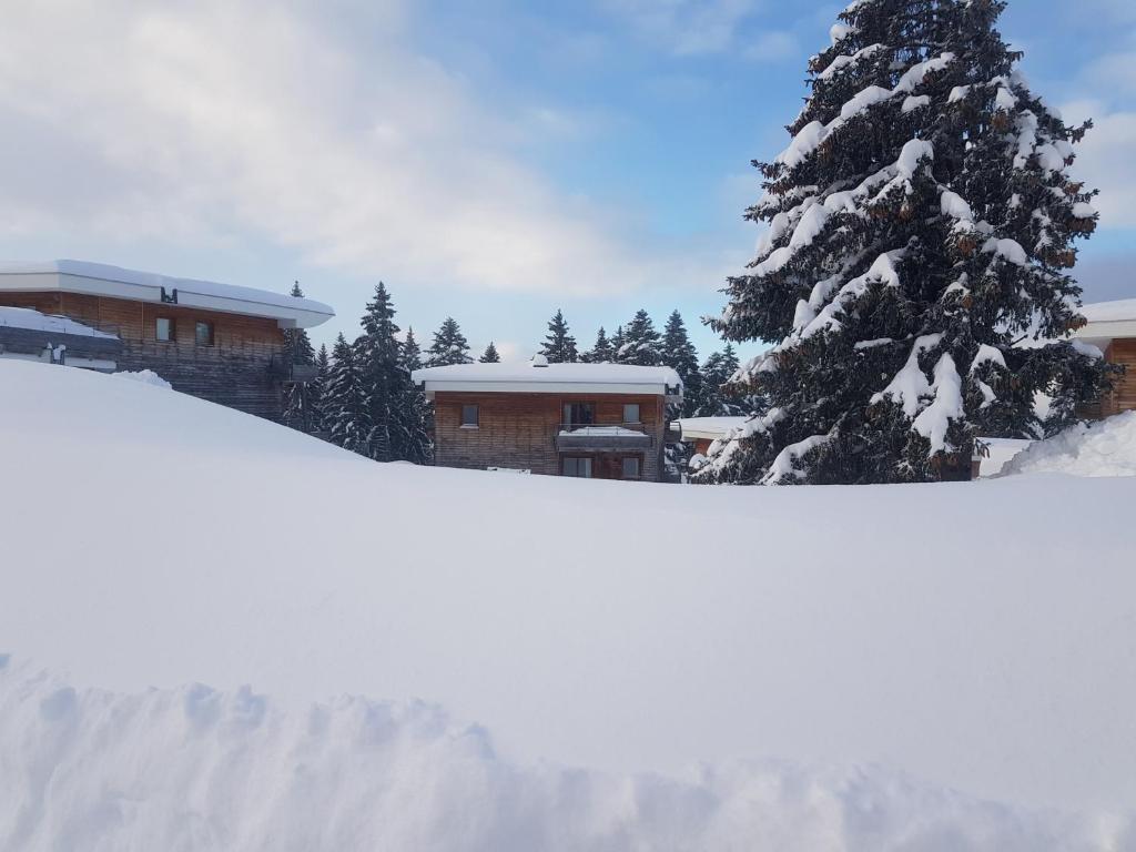 尚魯斯的住宿－L'Après-ski Chamrousse 1700，房子前的雪覆盖的圣诞树