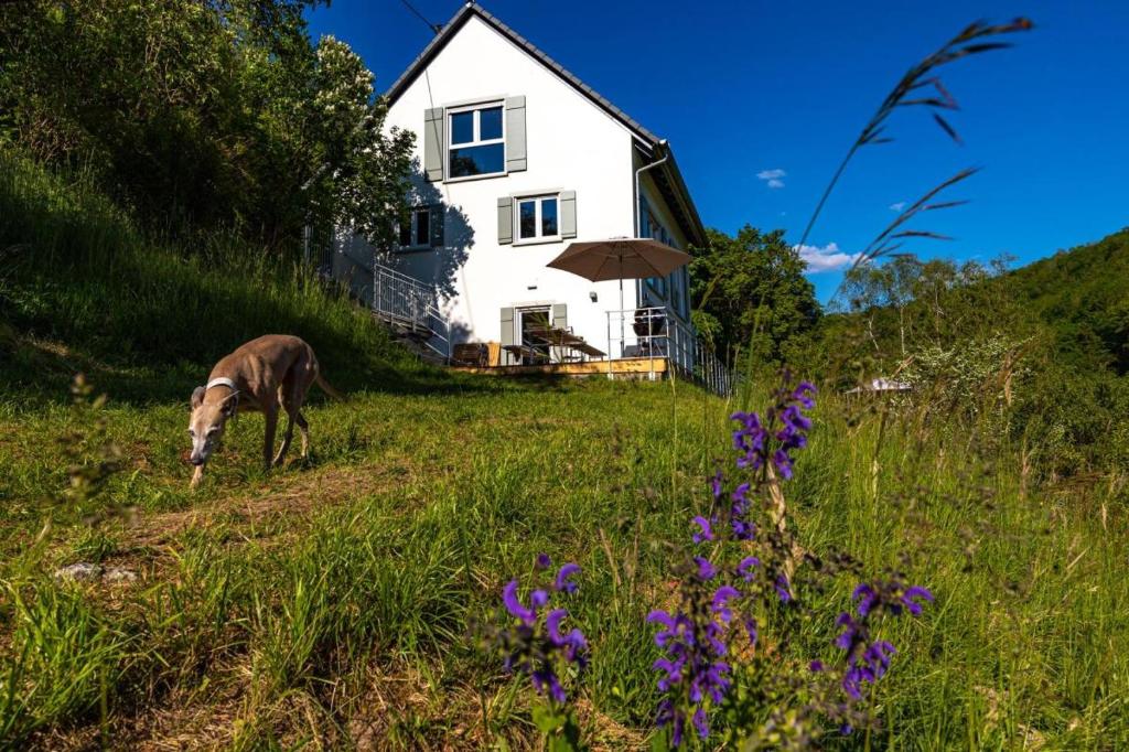 un cavallo che pascola in un prato di fronte a una casa di Freistehendes Ferienhaus mit Kamin, Sauna, atemberaubenden Blick ins Tal, mehrere Terrassen, 1500qm Grundstück 1,6m hoch eingezäunt a Gerabronn