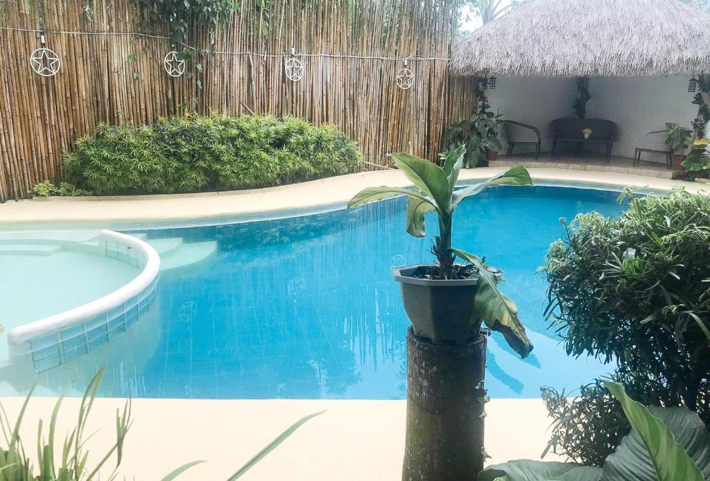 een plant in een pot naast een zwembad bij RedDoorz Premium @ GRAND 29 Hotel in Dumarao