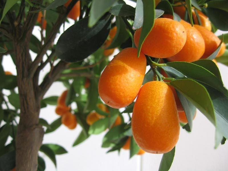 un montón de naranjas colgando de un árbol en Apartments Fortunella, en Budva