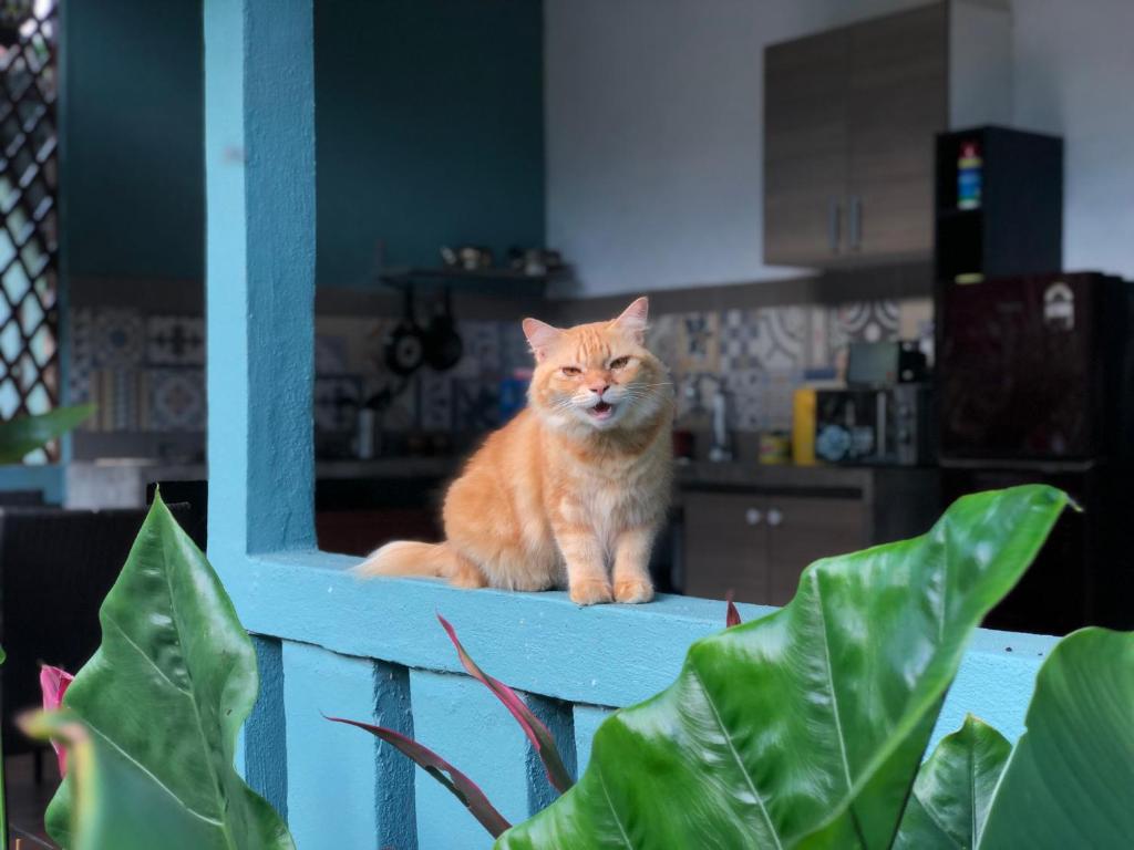 Domácí mazlíčci ubytovaní s hosty v ubytování Pondok Keladi Langkawi Guesthouse