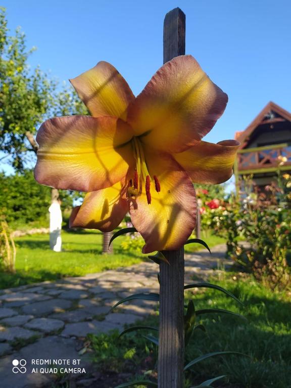 Vonkajšia záhrada v ubytovaní Agroturystyka u Ani