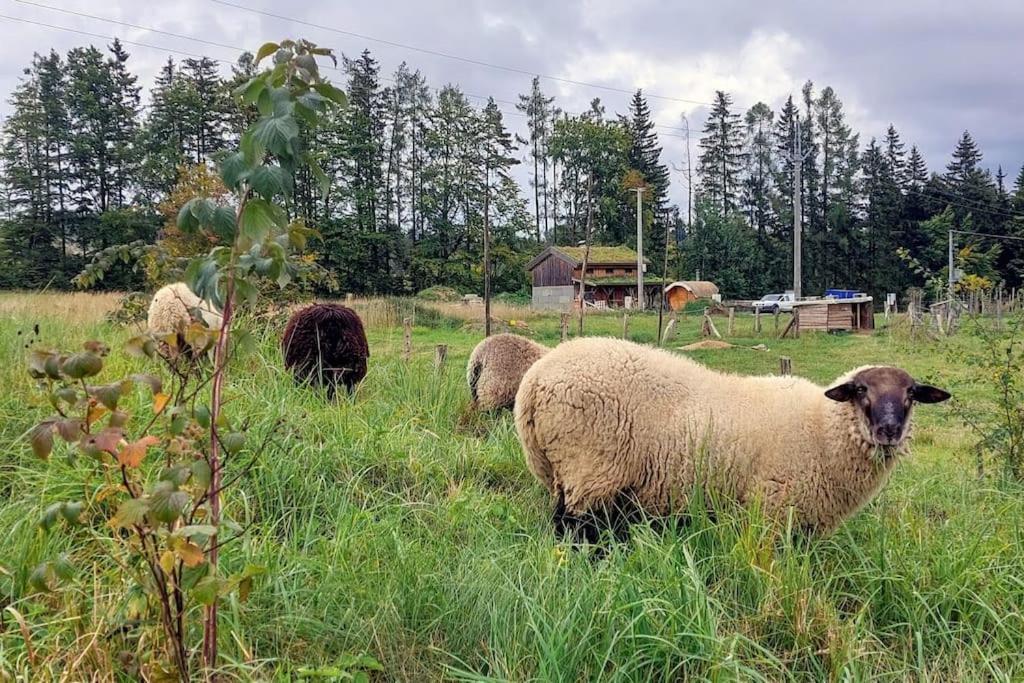 Fotografie z fotogalerie ubytování CHALET BORŮVKA - biofarma na samotě v lesích v destinaci Pavlov