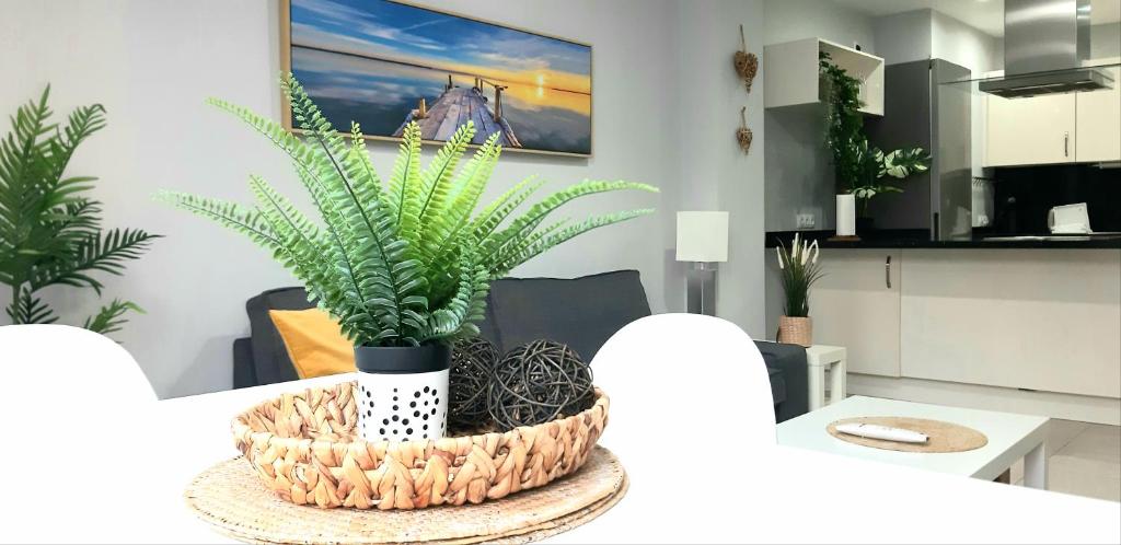 a plant in a basket on a table in a kitchen at Cozy apartament in the heart of Santa Cruz in Santa Cruz de Tenerife