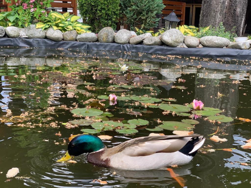 Hotel Braník - Resim 42