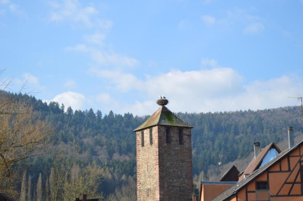 Coeur d'alsace – photo 18