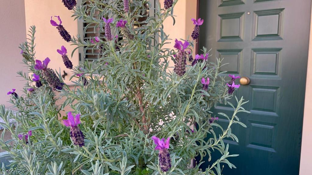 una planta con flores púrpuras delante de una puerta en A due passi dalla città, en Selargius