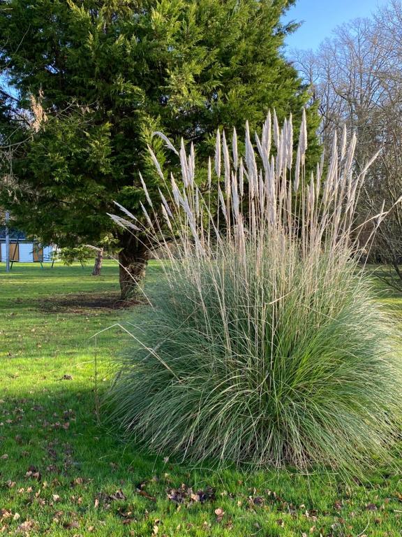 a patch of tall grass in a park at Les gîtes de La Pellerie - 2 piscines &amp; spa Jacuzzi - Touraine - 3 gîtes - familial, calme, campagne in Saint-Branchs